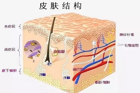 为什么瘦人也会有“肥胖纹”？